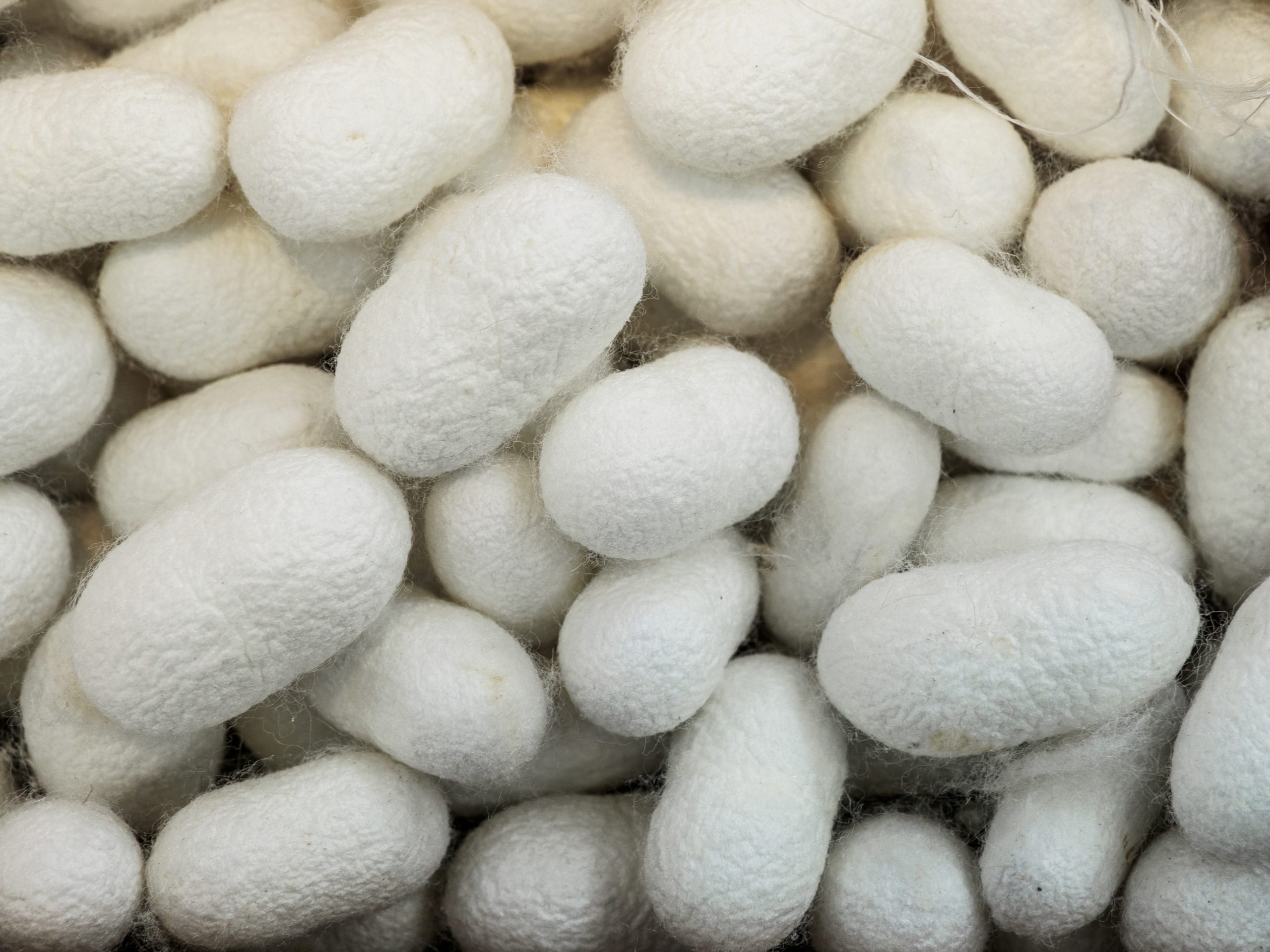 Silkworm cocoons are processed at the Bombyx factory in China.